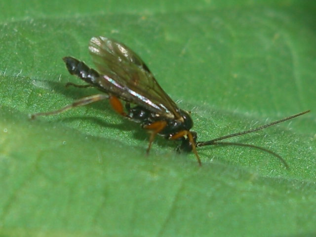 Ichneumonidae