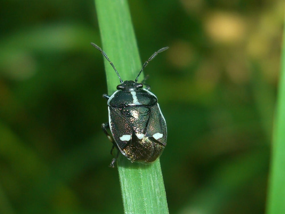 Pentatomidae: Eurydema oleracea del Veneto (VR)