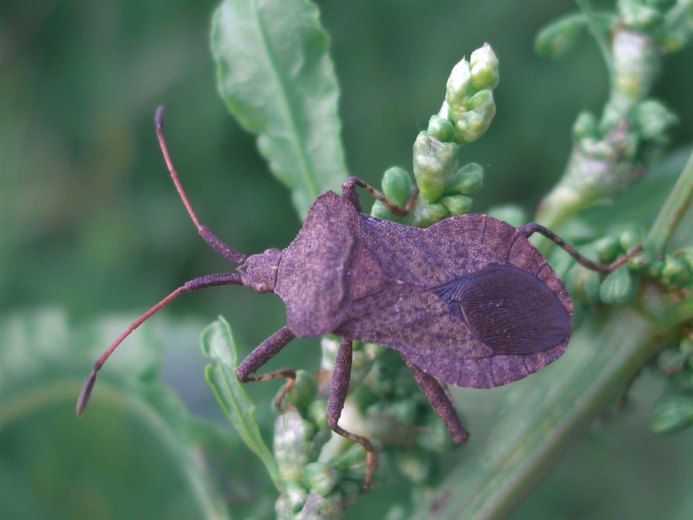 Coreidae: Coreus marginatus 