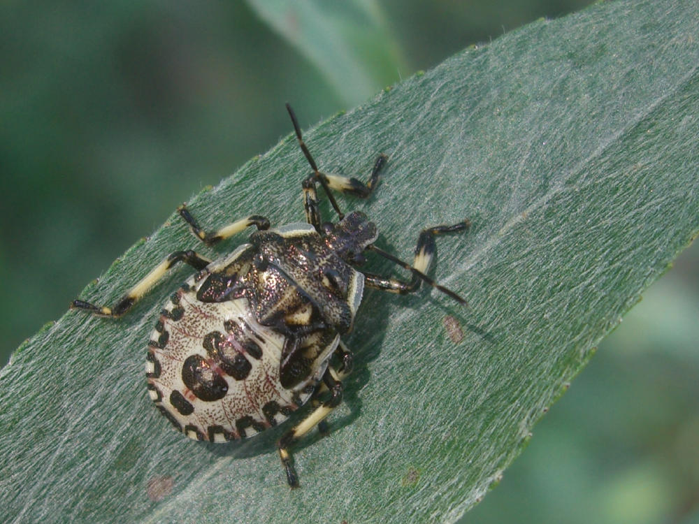 Pentatomidae: Pinthaeus sanguinipes e Nezara viridula