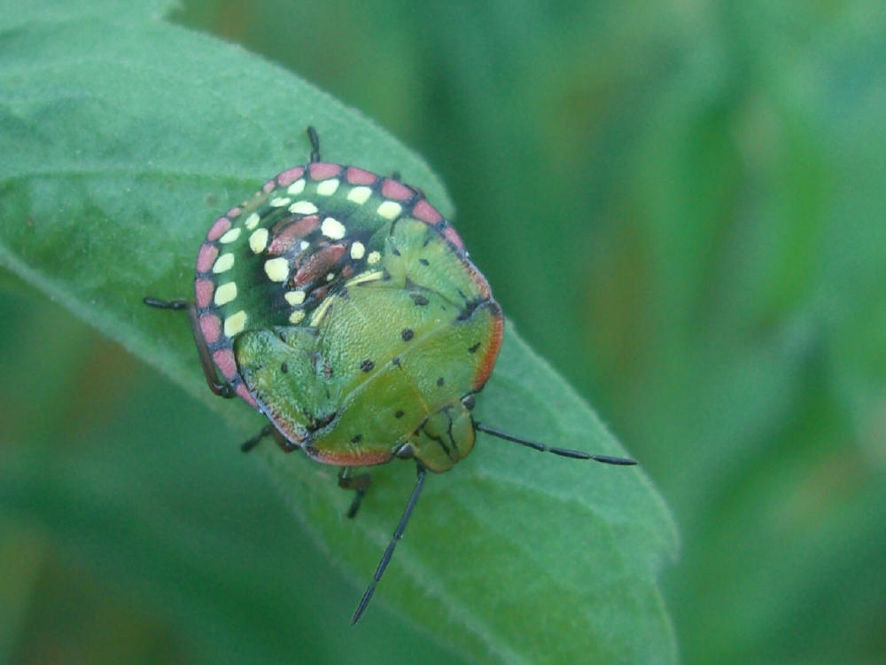 Pentatomidae: Pinthaeus sanguinipes e Nezara viridula