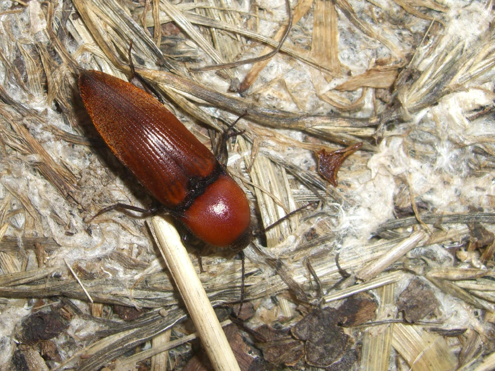 Elateridae: Elater ferrugineus