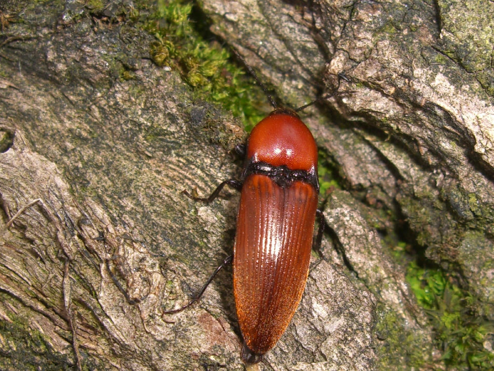 Elateridae: Elater ferrugineus