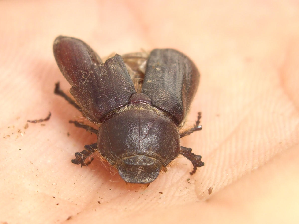 Da identificare: Aplidia transversa (Melolonthidae)