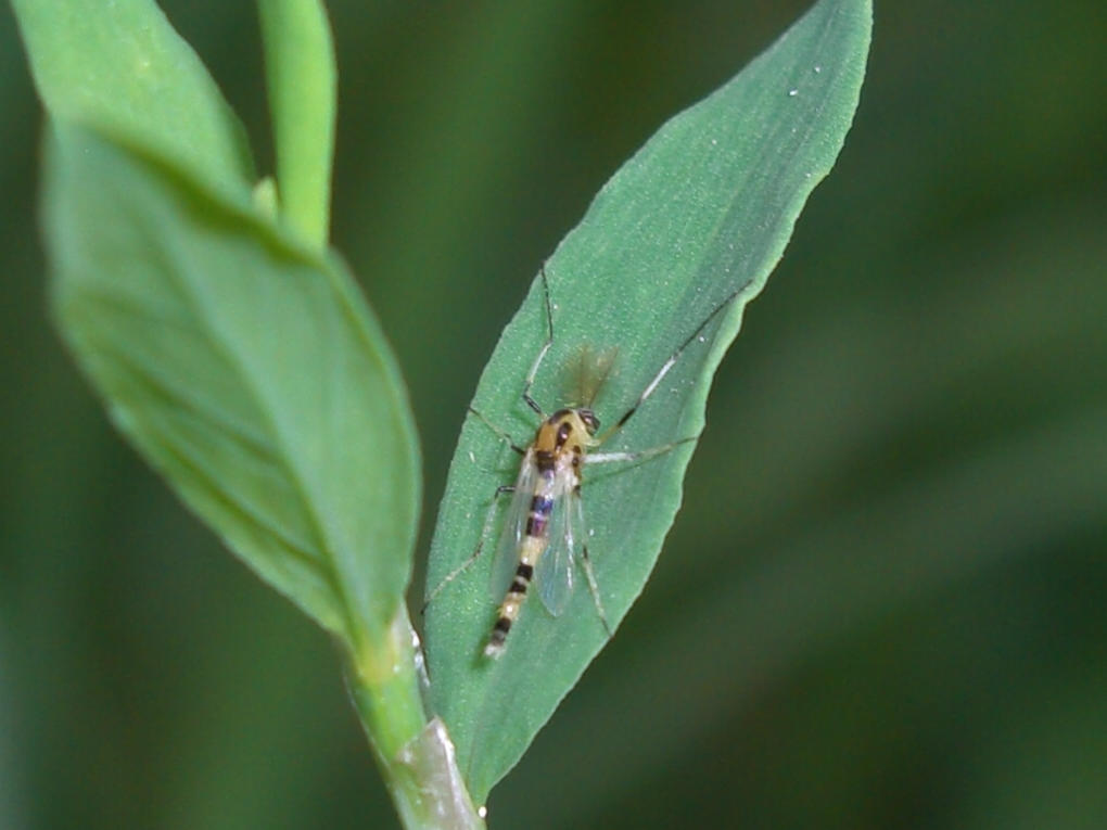 Chironomidae