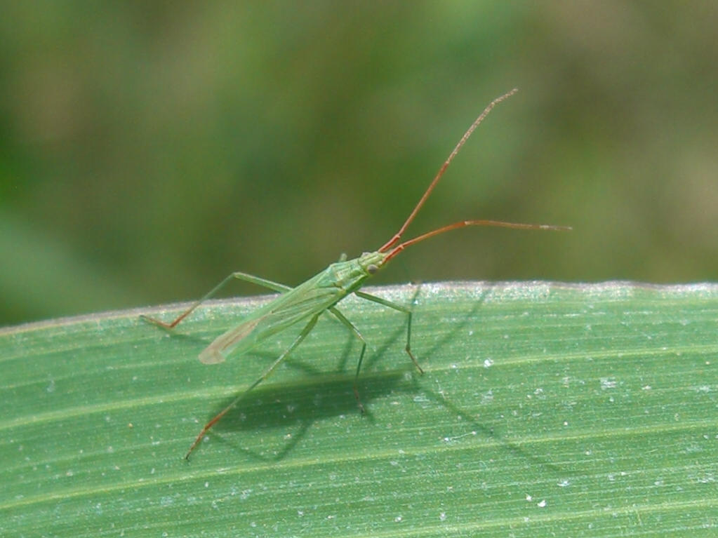 Notostira sp. e Megaloceroea reticornis?