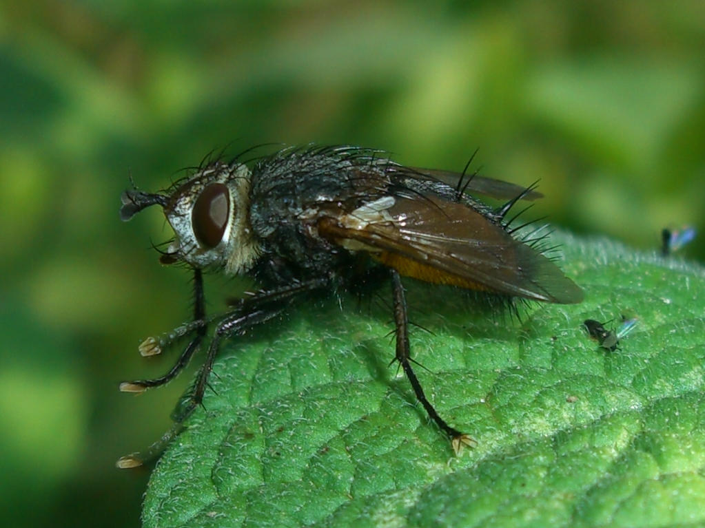 Calliphoridae?