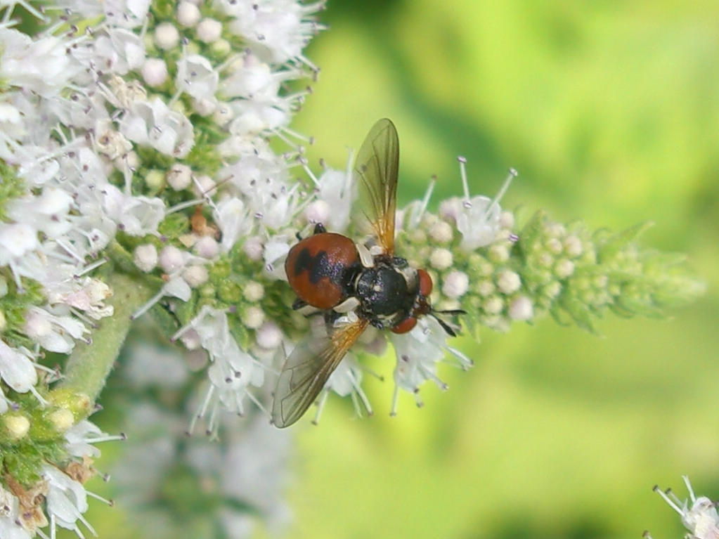 Tachinidae - Gymnosoma sp.?