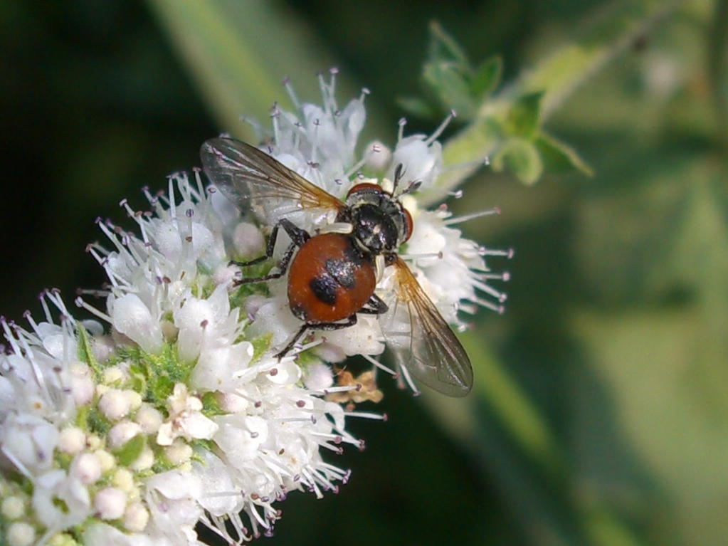 Tachinidae - Gymnosoma sp.?