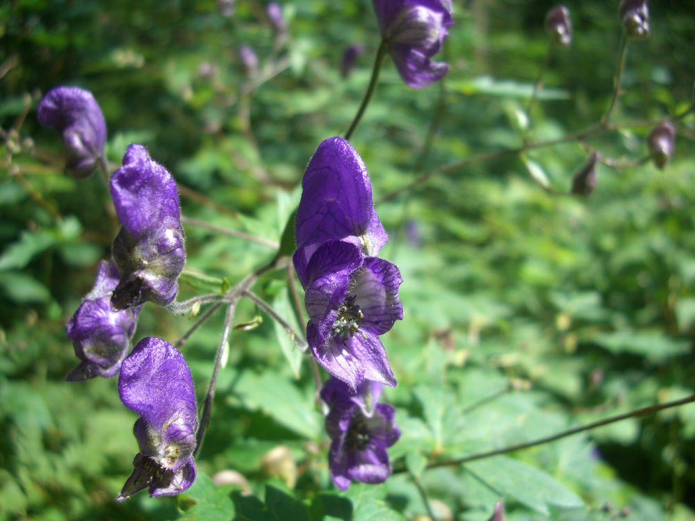 Aconitum variegatum / Aconito variegato