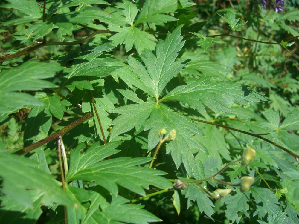 Aconitum variegatum / Aconito variegato