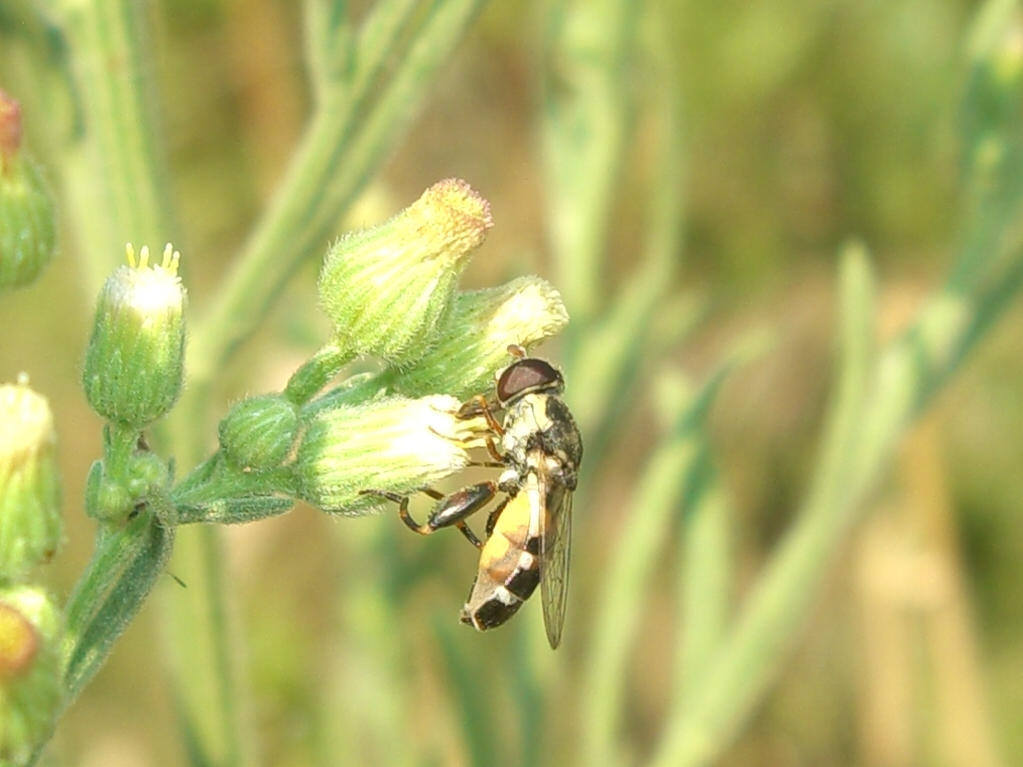 Syritta pipiens F (Syrphidae)