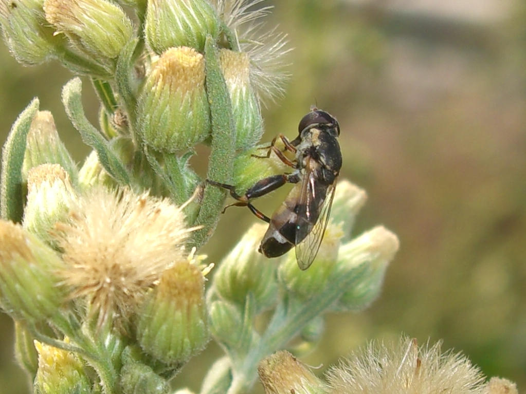 Syritta pipiens F (Syrphidae)