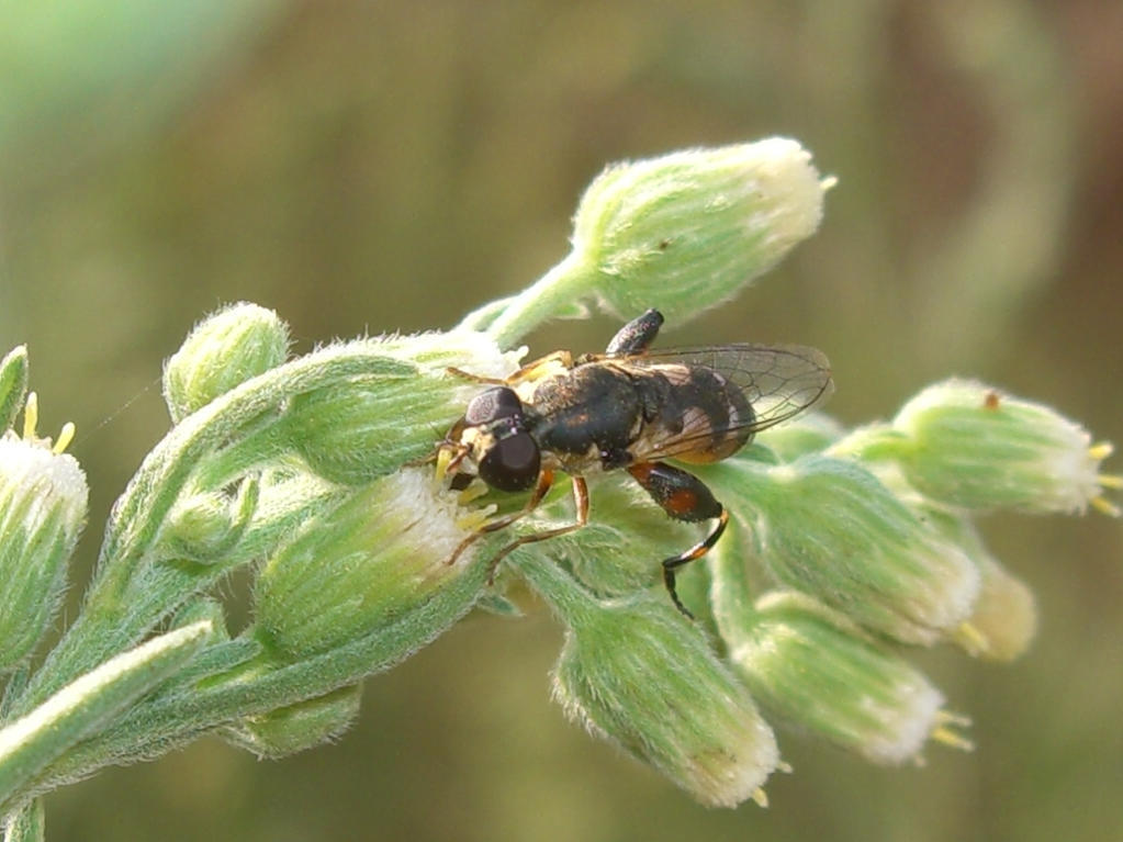 Syritta pipiens F (Syrphidae)