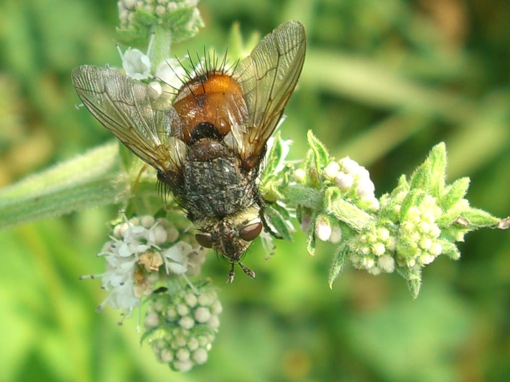 Calliphoridae?