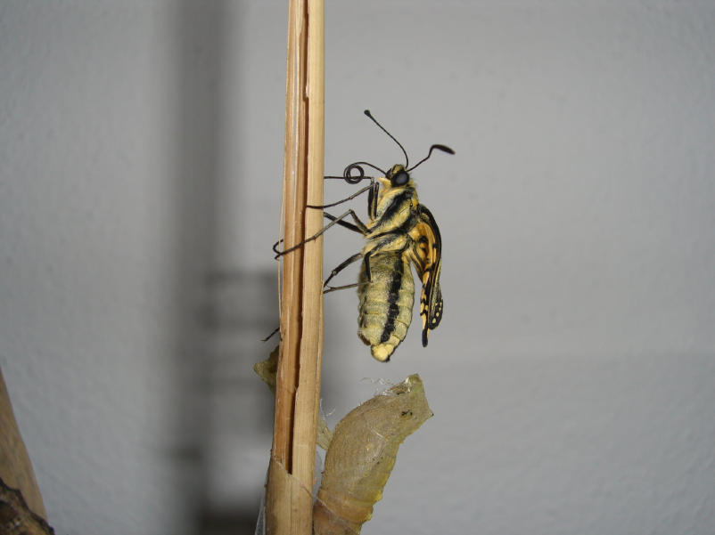 Fotografie Papilio machaon