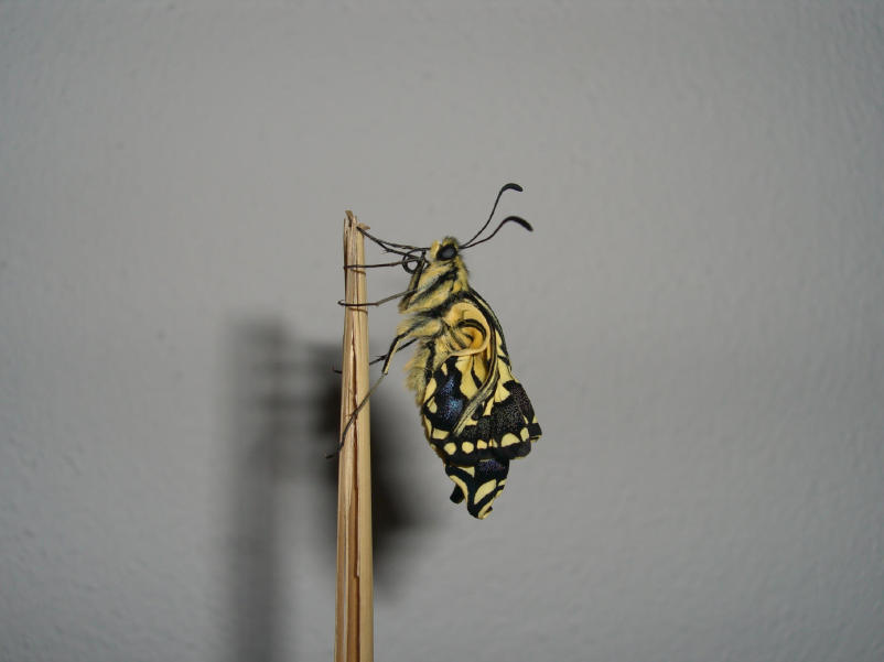 Fotografie Papilio machaon