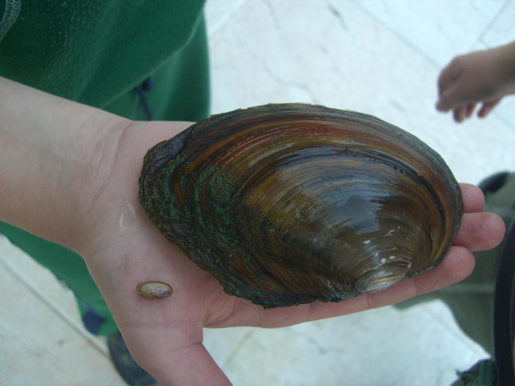 Identificazione grosso bivalve