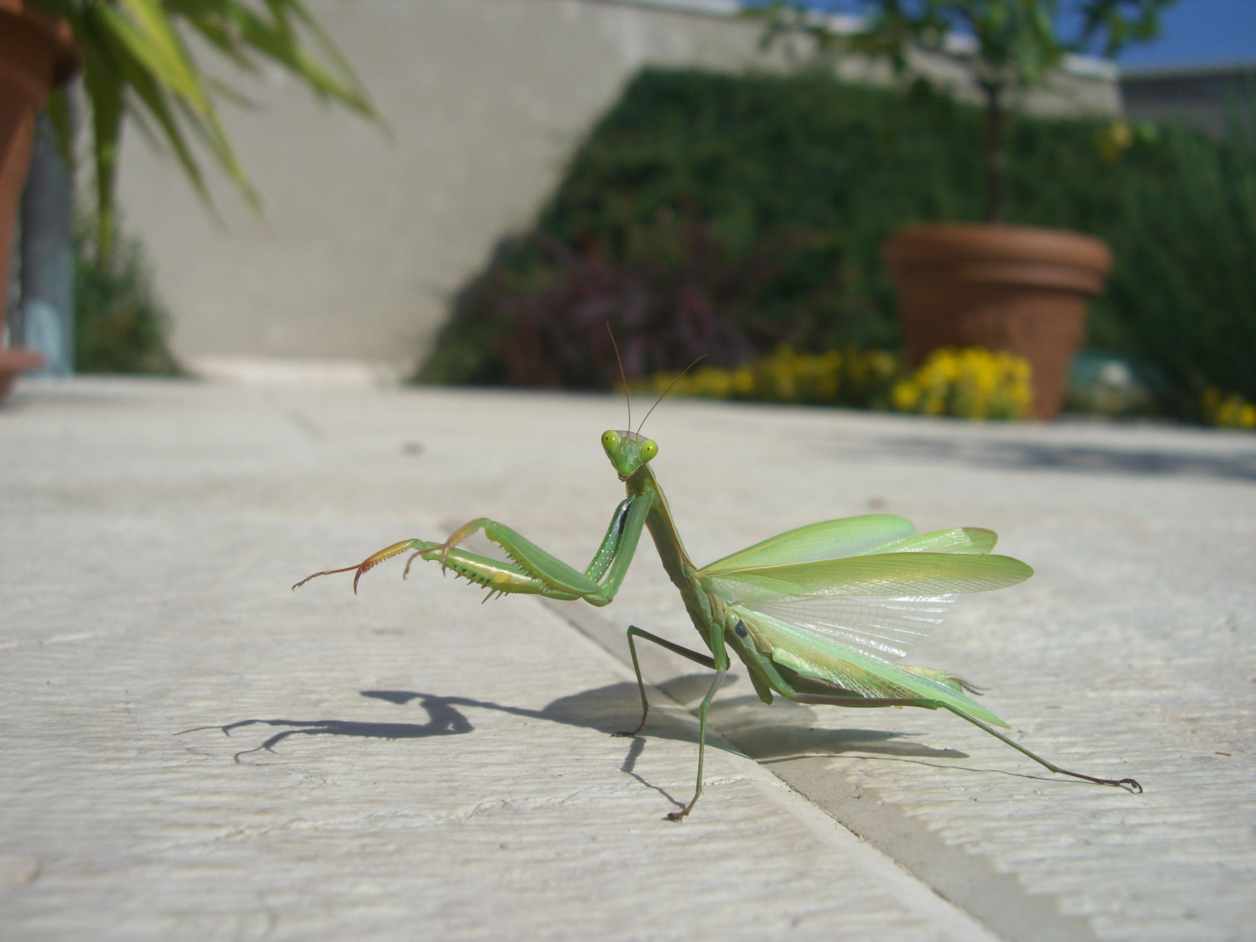 Balletto: Mantis religiosa in posa terrifica