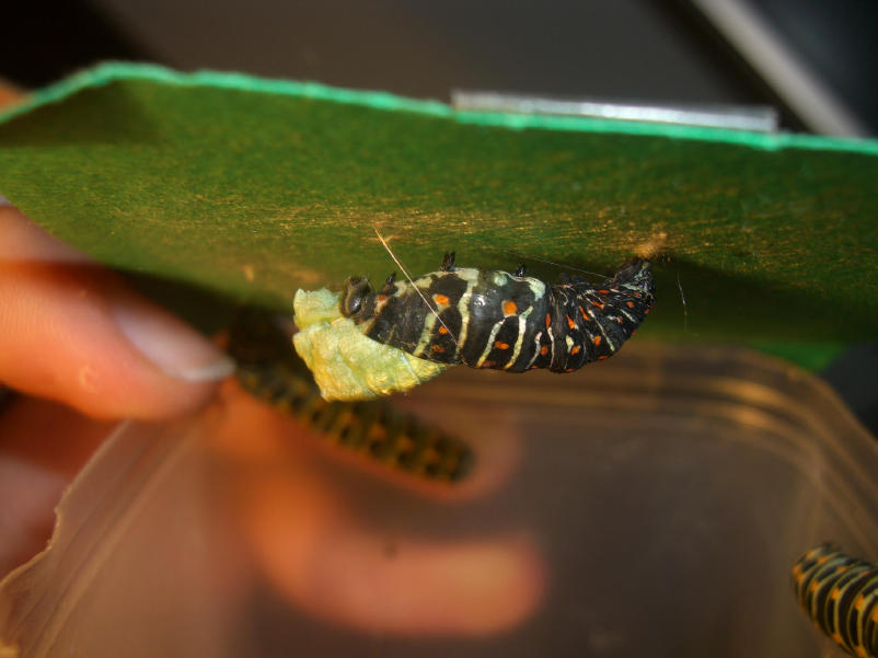 Fotografie Papilio machaon