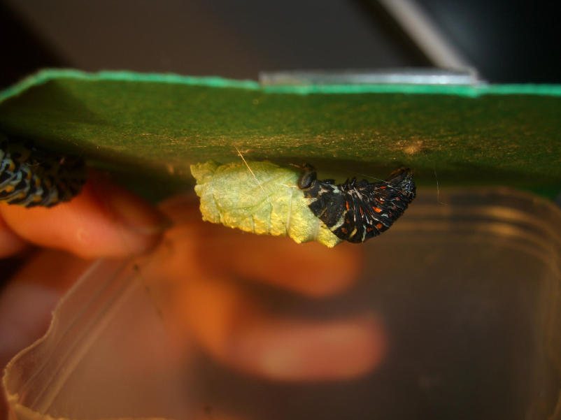 Fotografie Papilio machaon