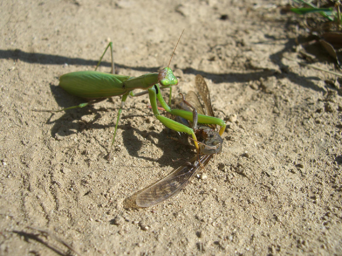 Spuntino: Mantis religiosa preda grosso Acridiidae