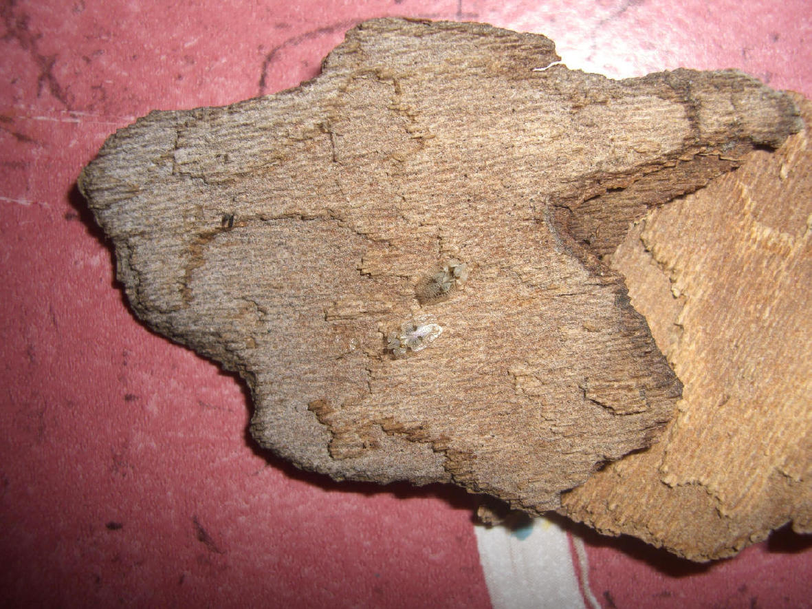 Identificazione: Corythucha ciliata su Platano