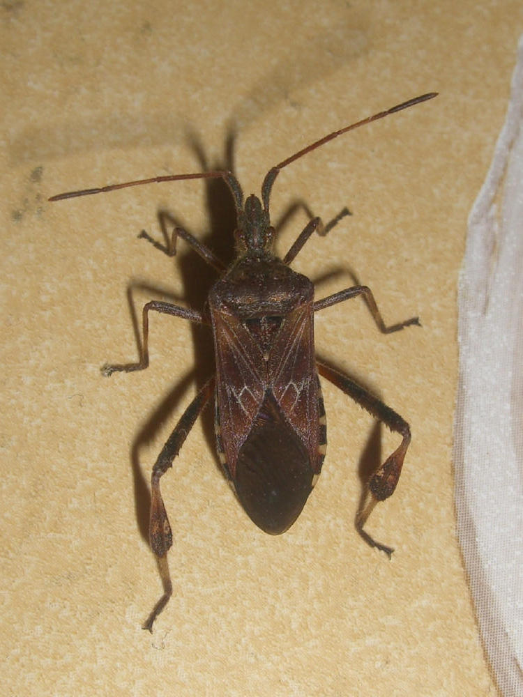 Leptoglossus