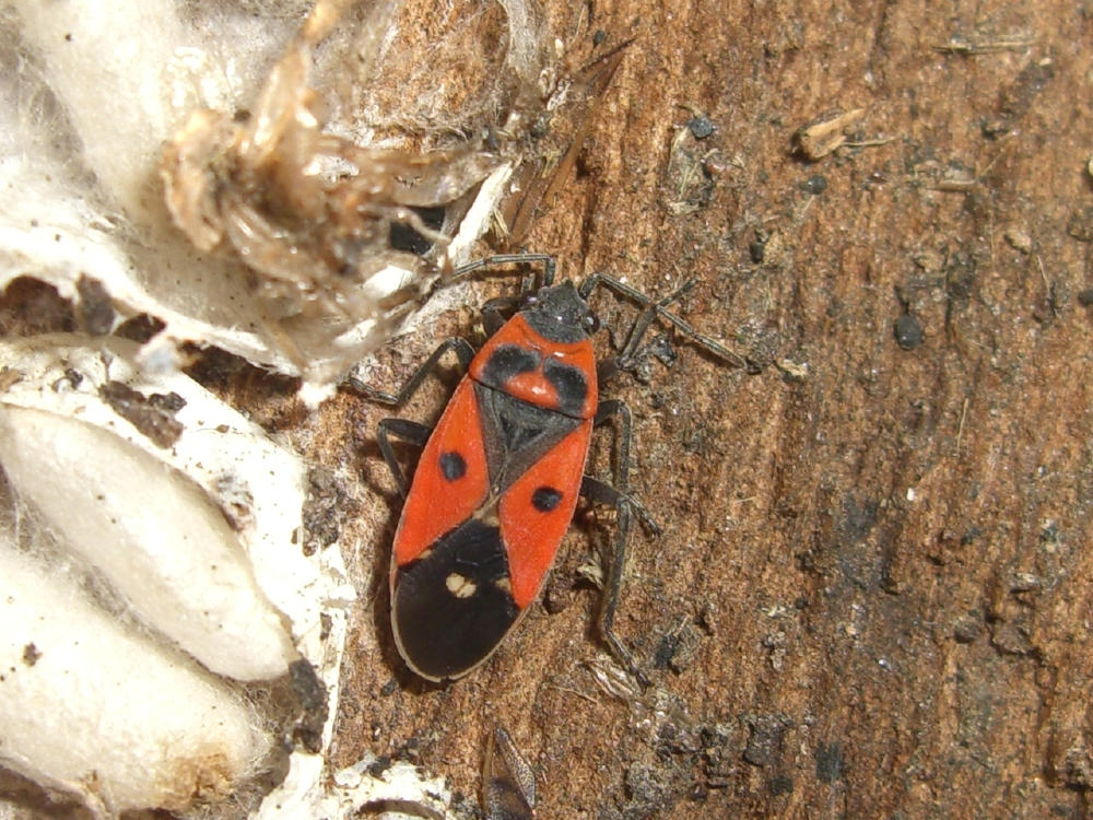 Lygaeidae: Melanocoryphus albomaculatus