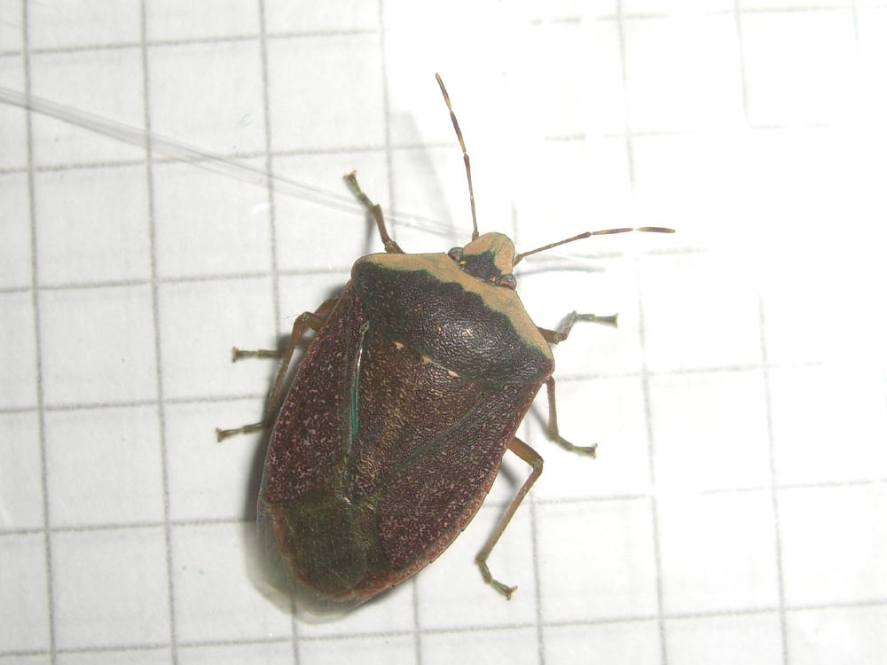 Pentatomidae: Nezara viridula f.torquata