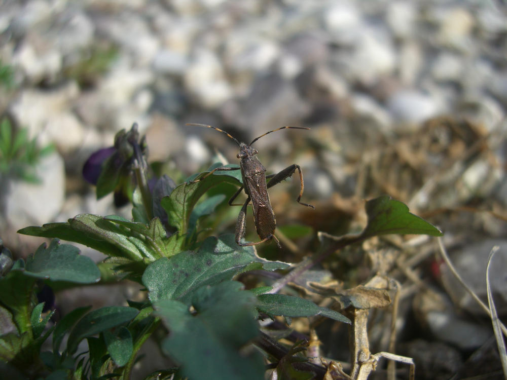 Alydidae: Camptopus lateralis