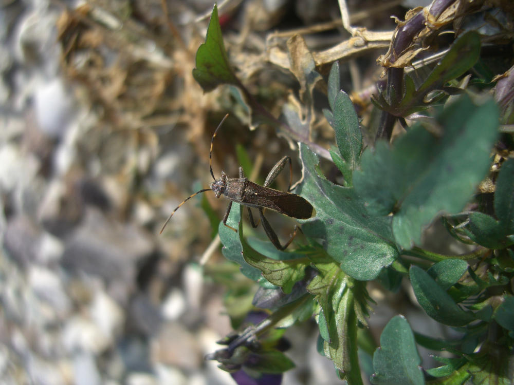 Alydidae: Camptopus lateralis