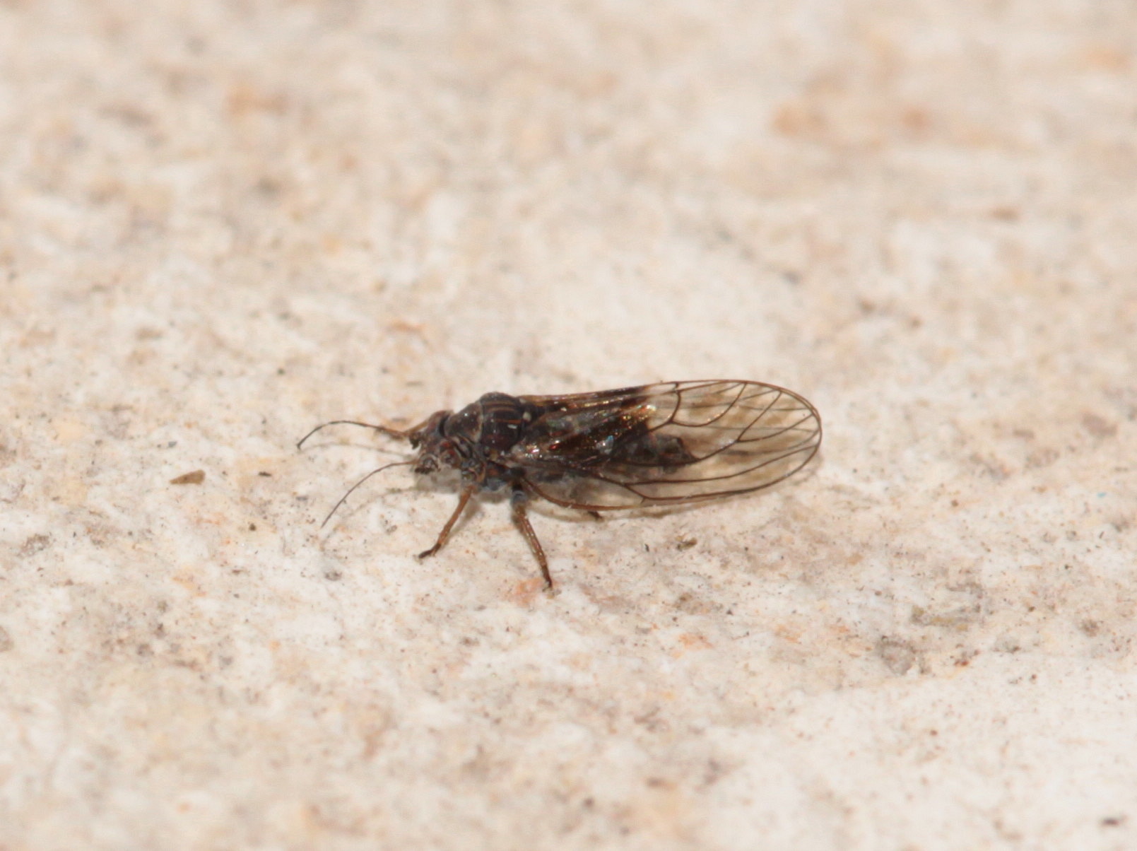 Psyllidae