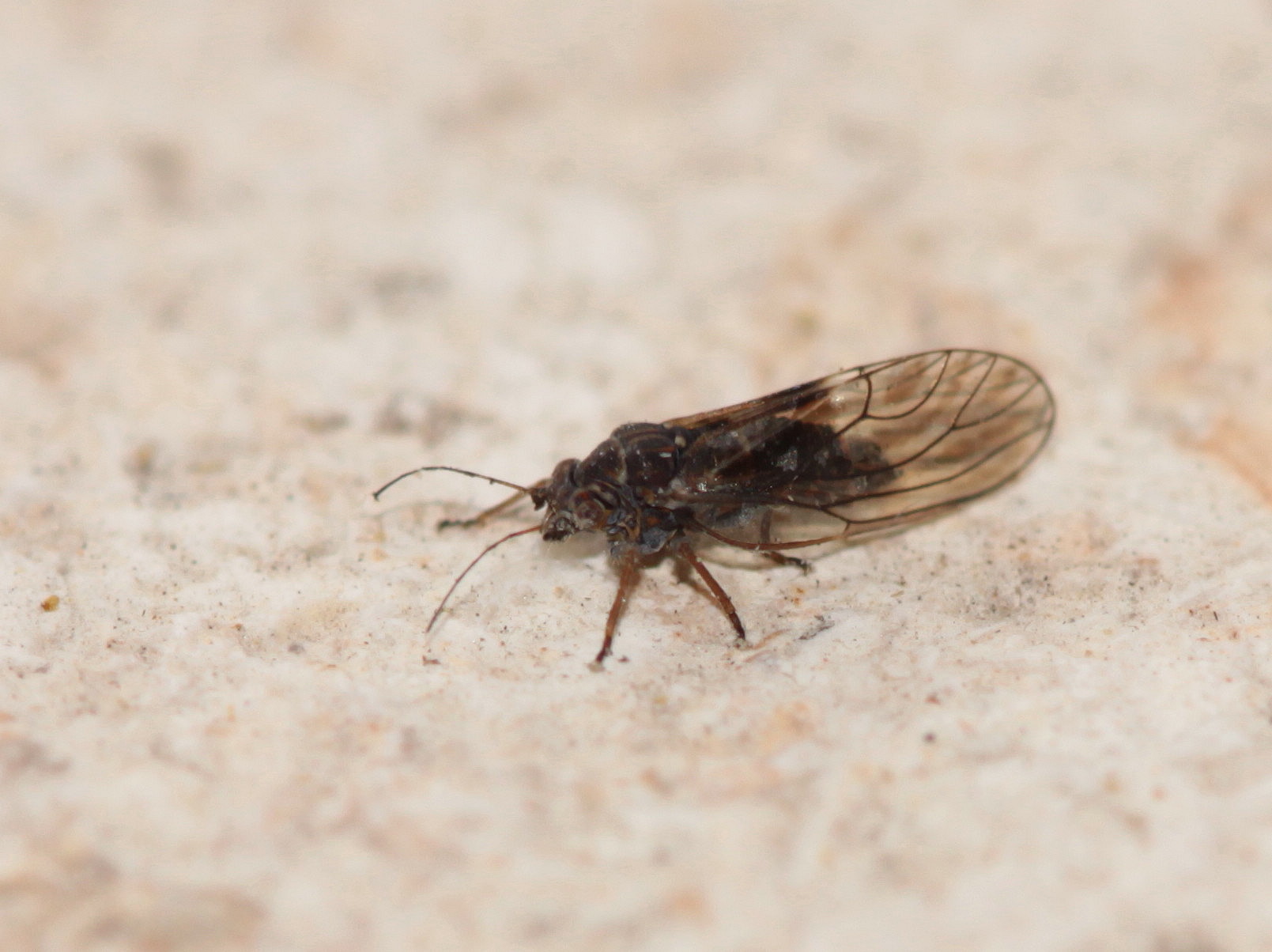 Psyllidae