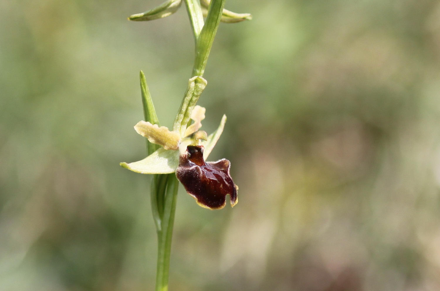 Ophrys sphegodes?