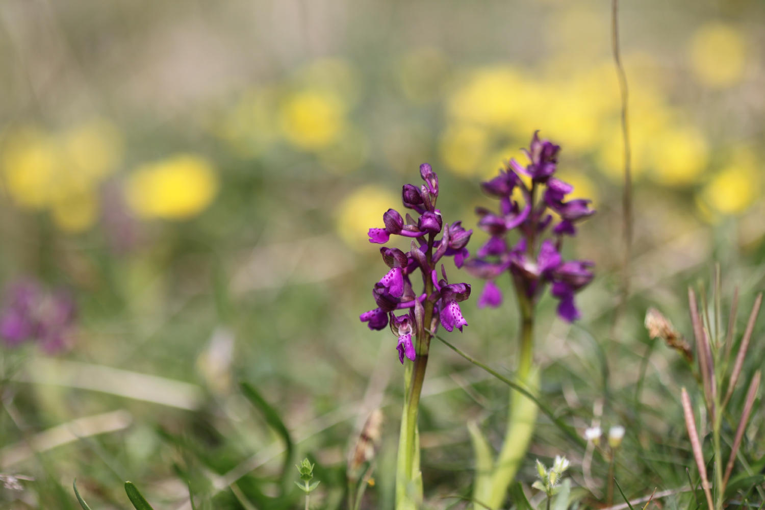 Orchis morio?