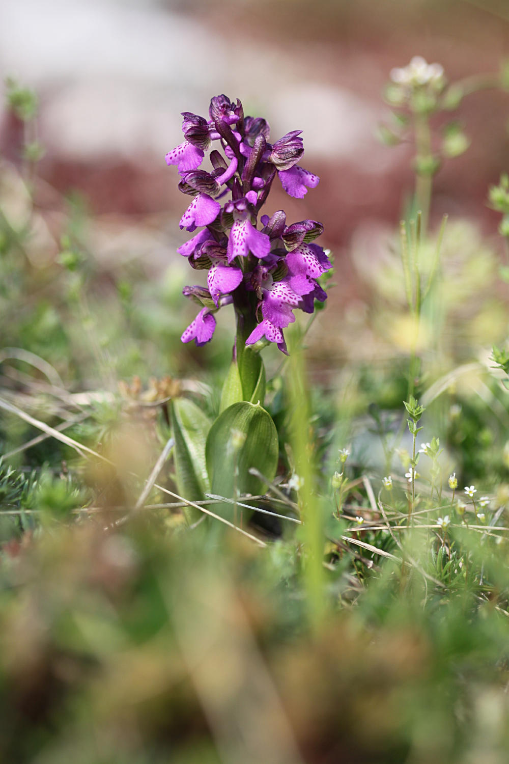 Orchis morio?