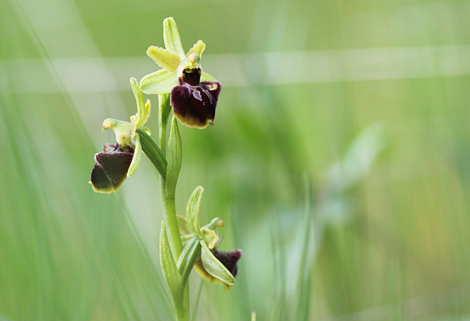 Ophrys sphegodes?