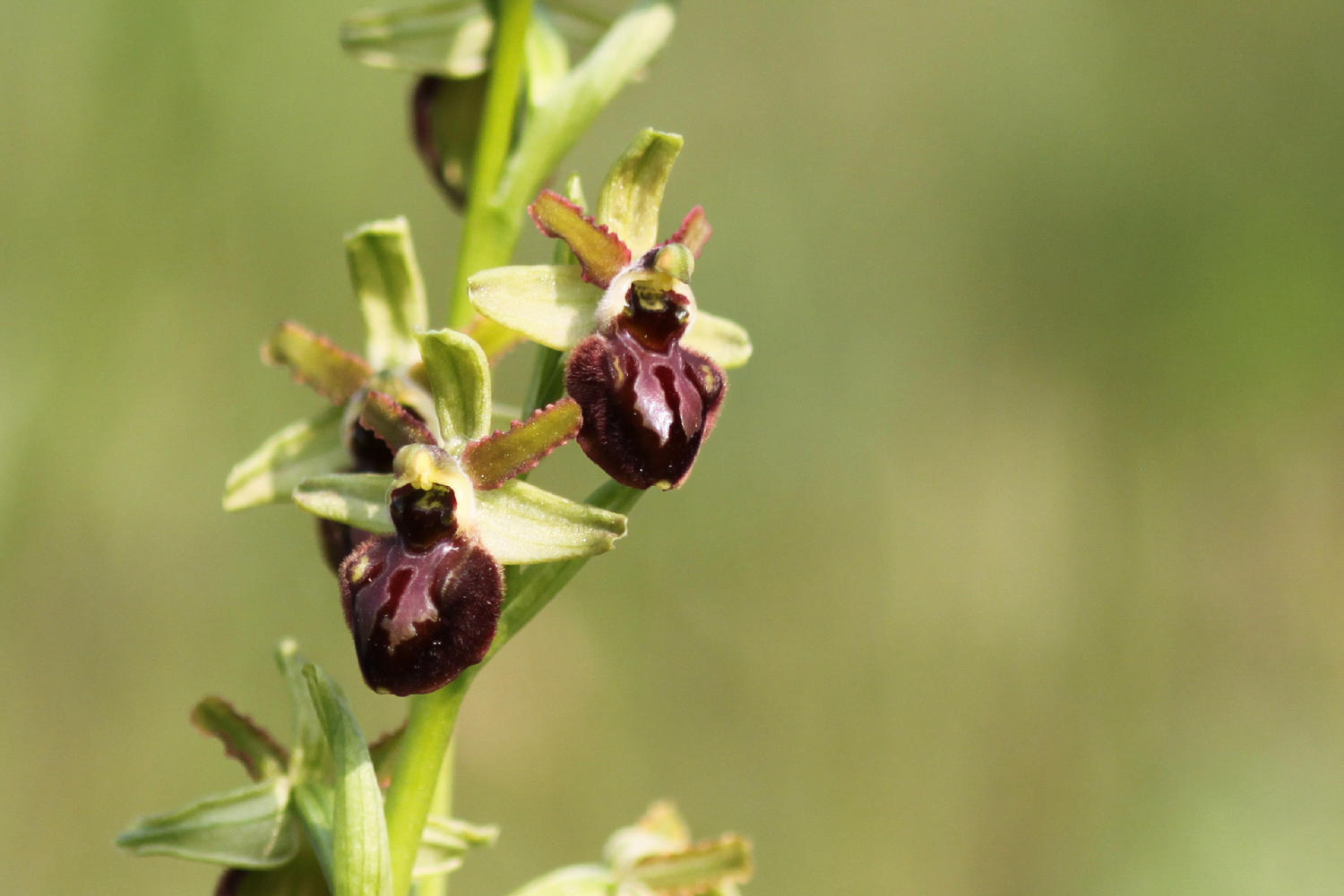 Ophrys sphegodes?