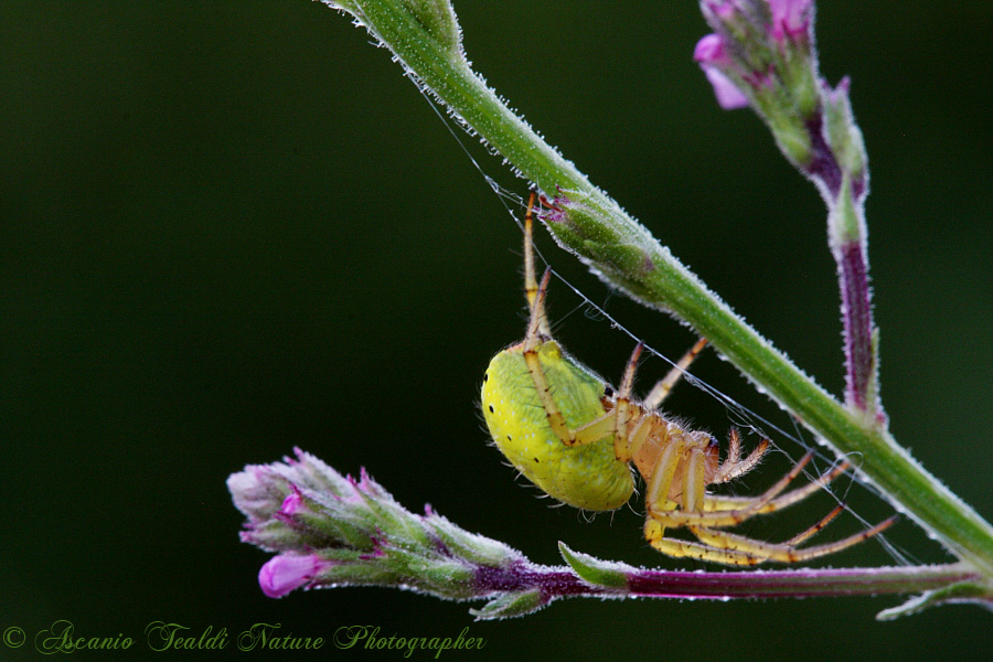 Araniella sp.