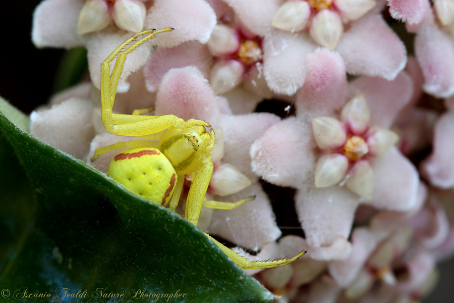 Misumena vatia