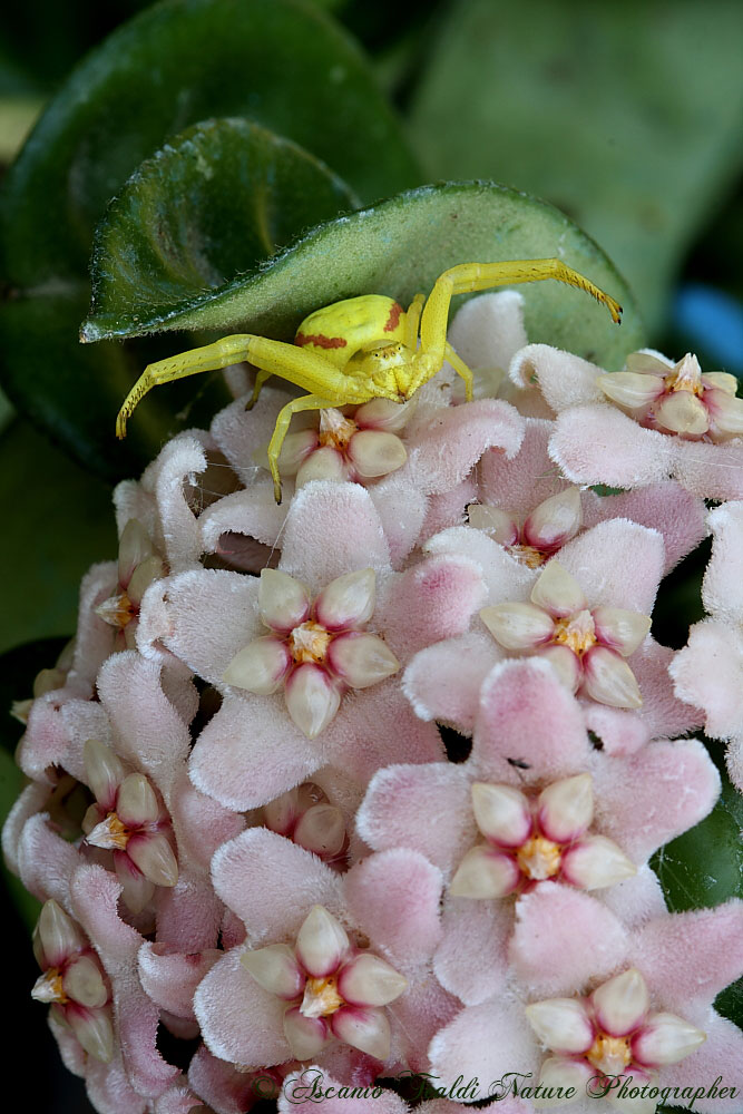 Misumena vatia