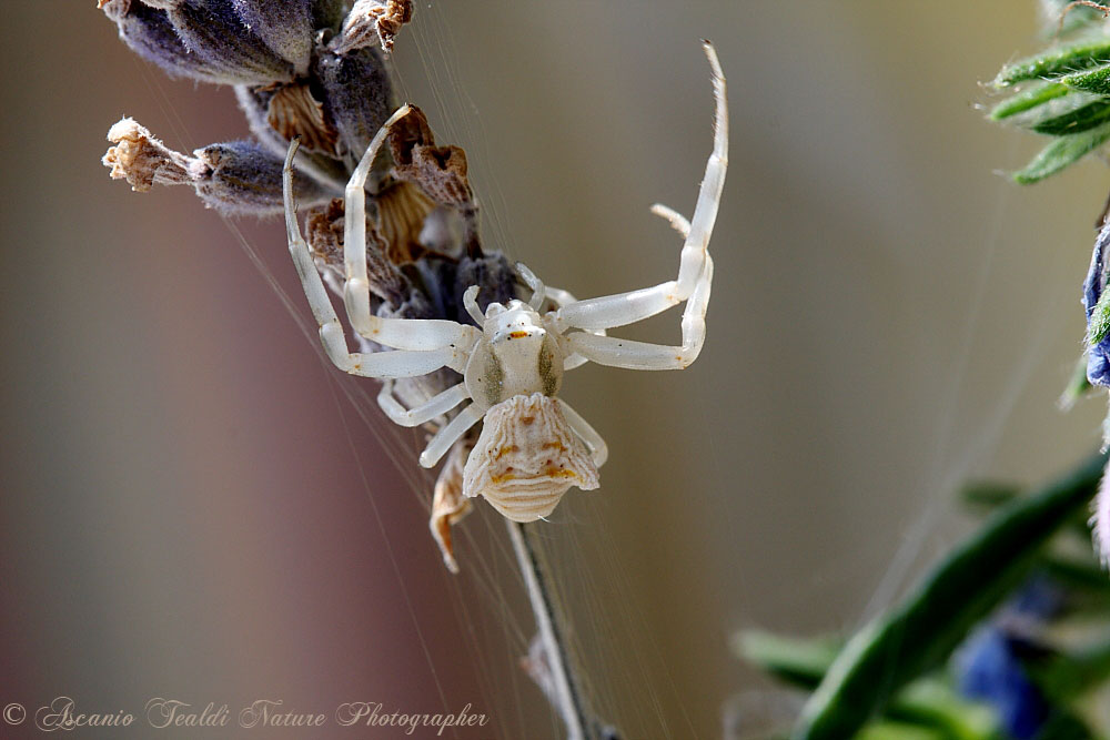 Misumena vatia