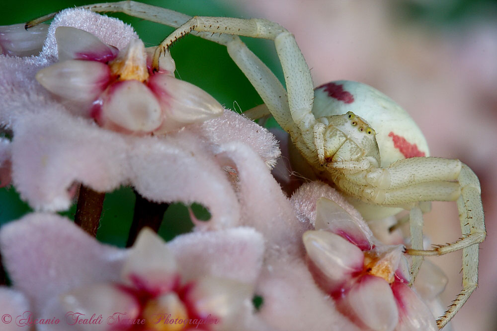 Misumena vatia