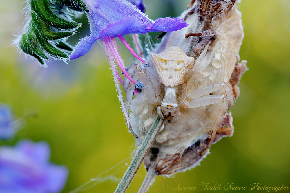 Misumena vatia