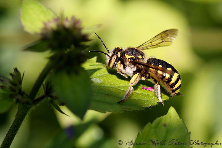 Anthidium sp. e probabile Anthidiellum strigatum