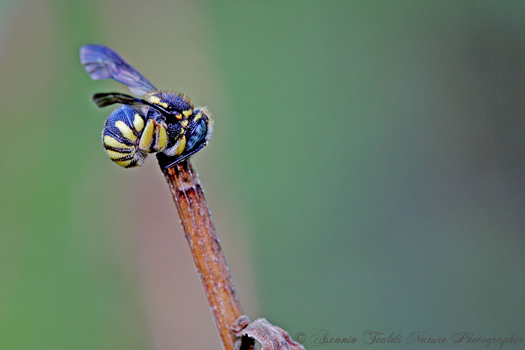 Anthidium sp. e probabile Anthidiellum strigatum