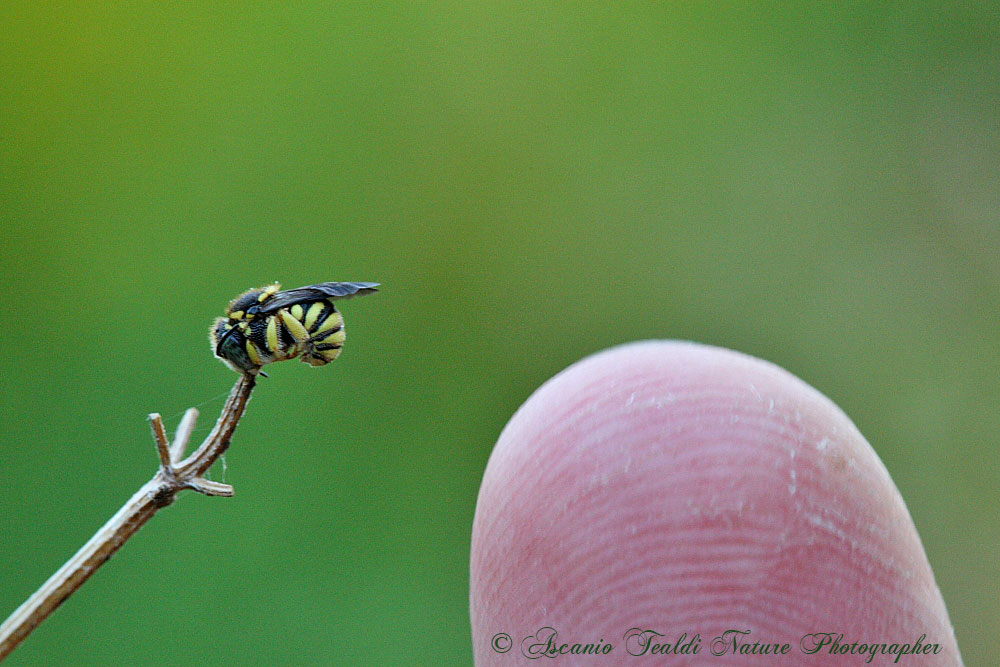 Anthidium sp. e probabile Anthidiellum strigatum