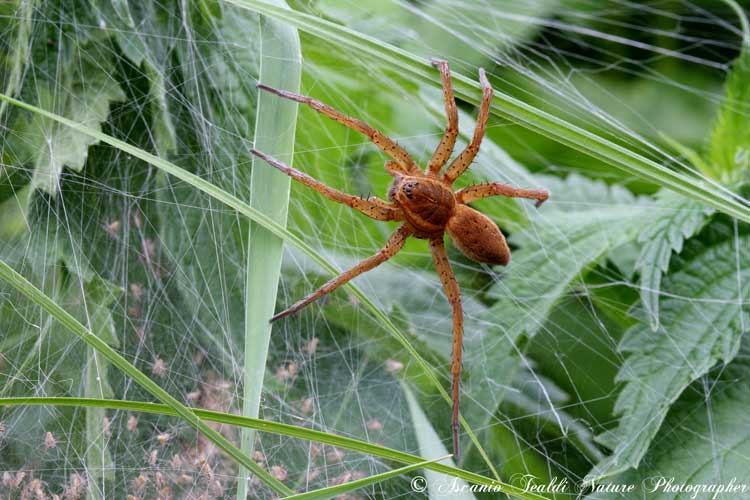 Dolomedes sp.