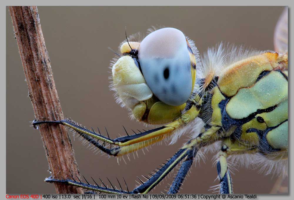 Libellula da determinare - Sympetrum fonscolombii